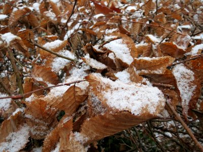 20150124Carpinus_betulus