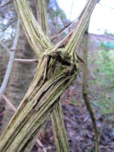 20150104Clematis_vitalba2