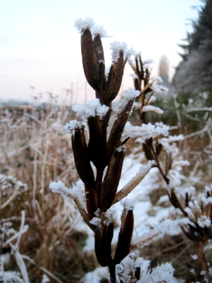 20150106Oenothera_biennis3