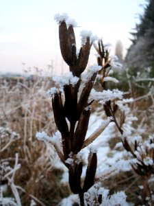 20150106Oenothera_biennis3 photo