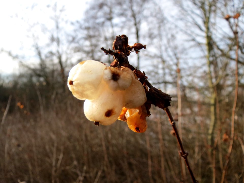 20150118Symphoricarpos_albus1