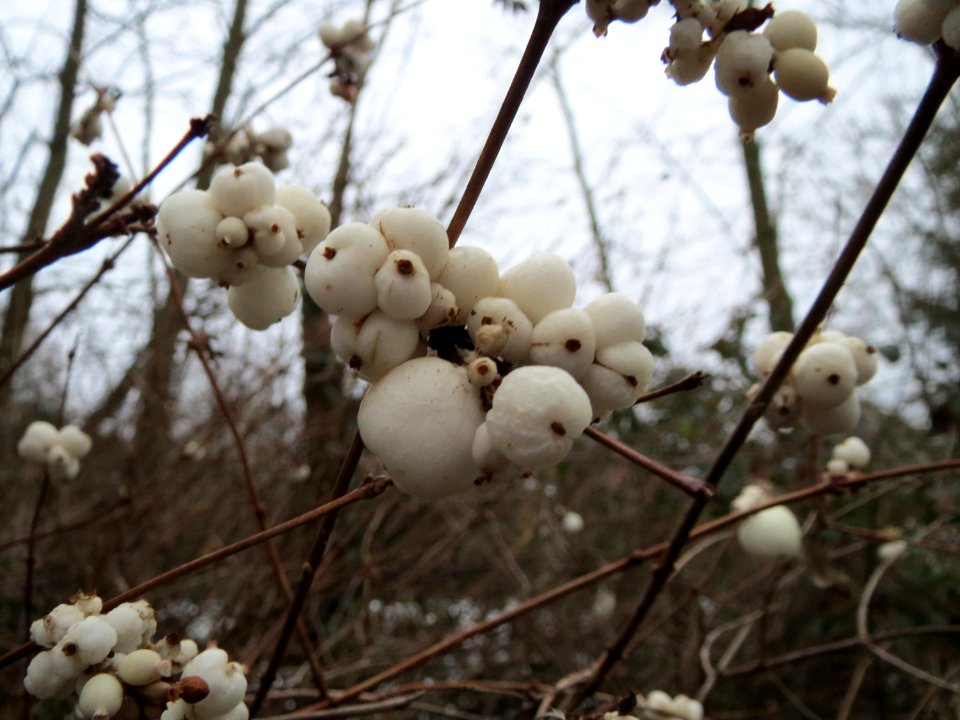 20150101Symphoricarpos_albus1