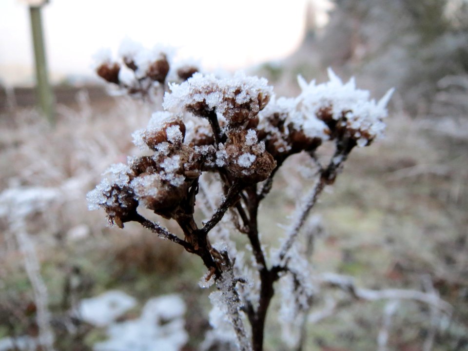20150106Tanacetum_vulgare1