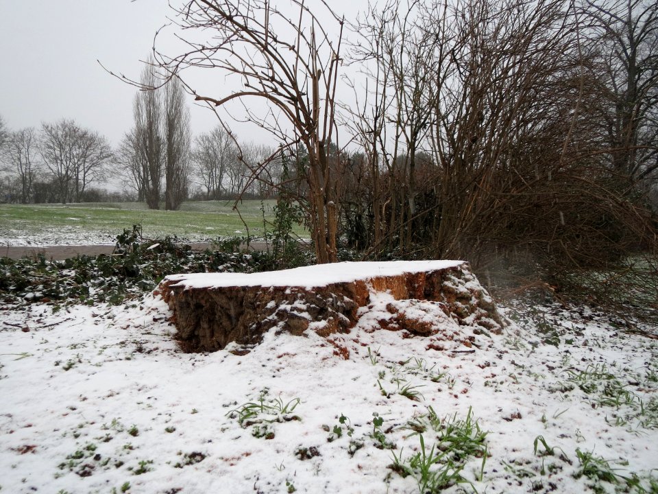 20150124Populus_alba