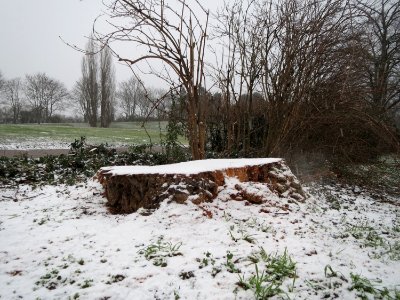 20150124Populus_alba