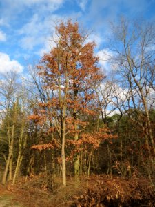 20150111Quercus_robur2