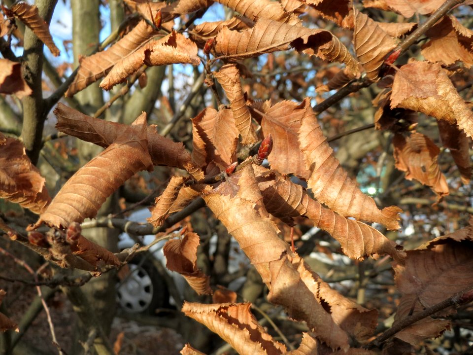20150111Carpinus_betulus1