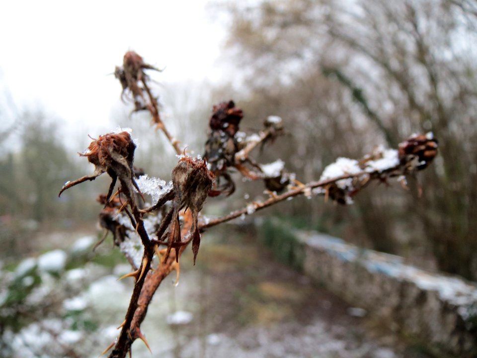 20150124Rubus2