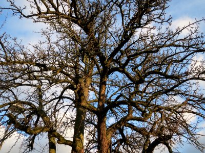 20150111Birne_Schwetzingen2
