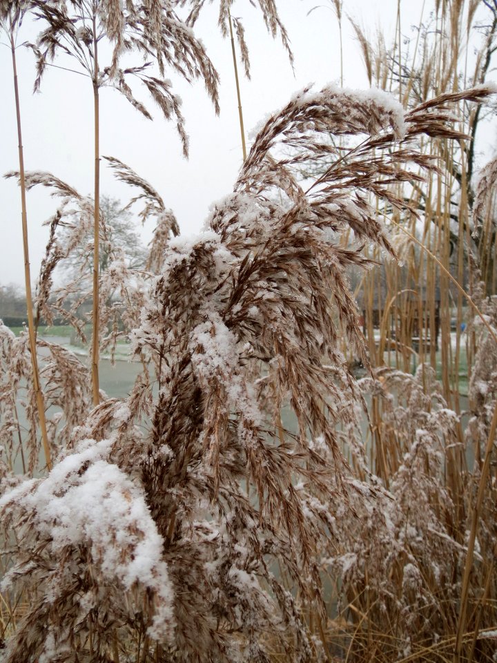 20150124Gartenschaupark_Hockenheim3