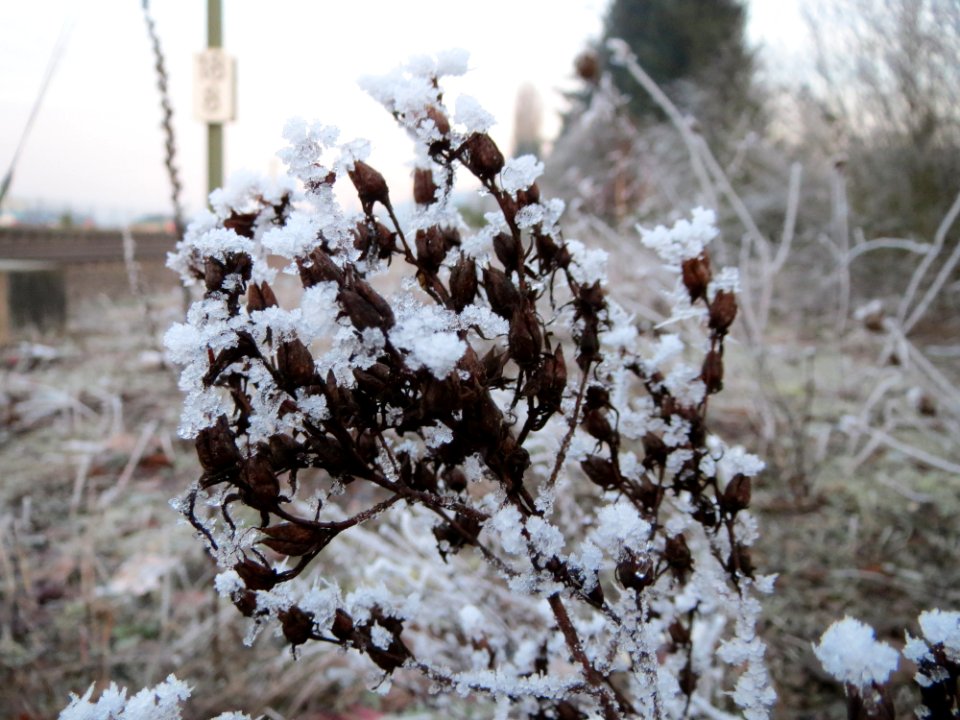 20150106Hypericum_perforatum