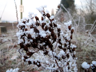 20150106Hypericum_perforatum