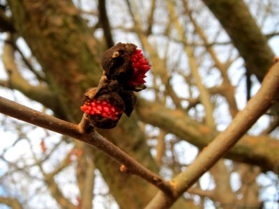 20150117Parrotia_persica2