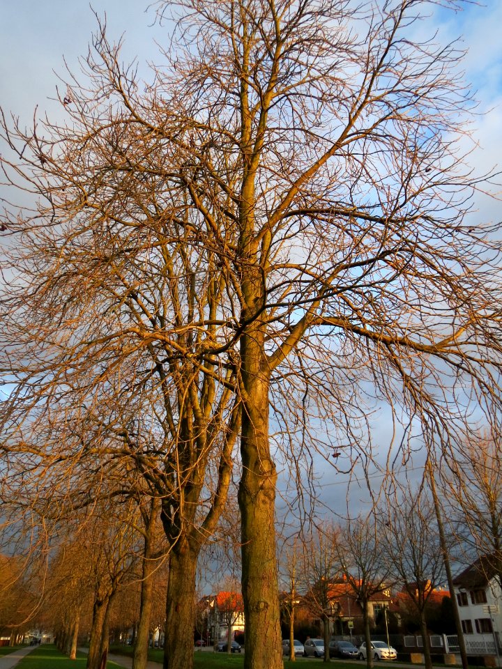 20150111Aesculus_hippocastanum2