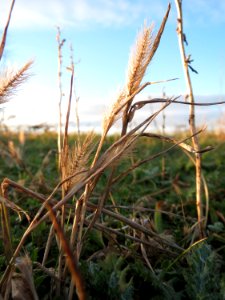20150202Hordeum_murinum2