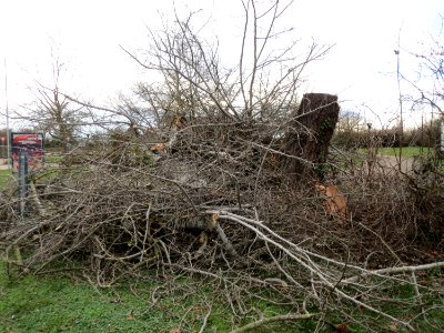 20150115Populus_alba5