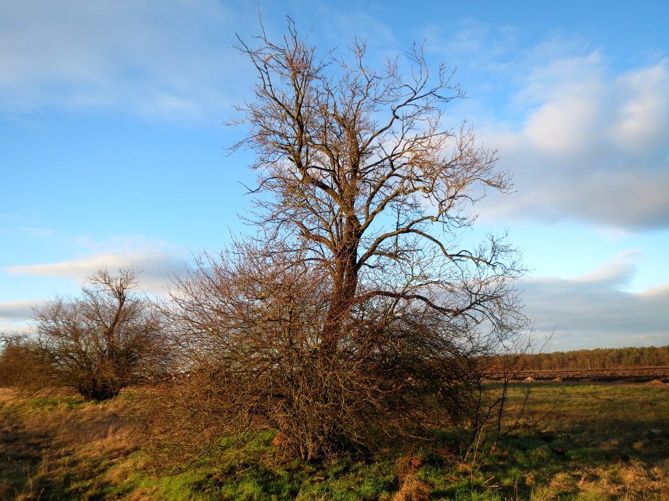 20150202Hockenheim3