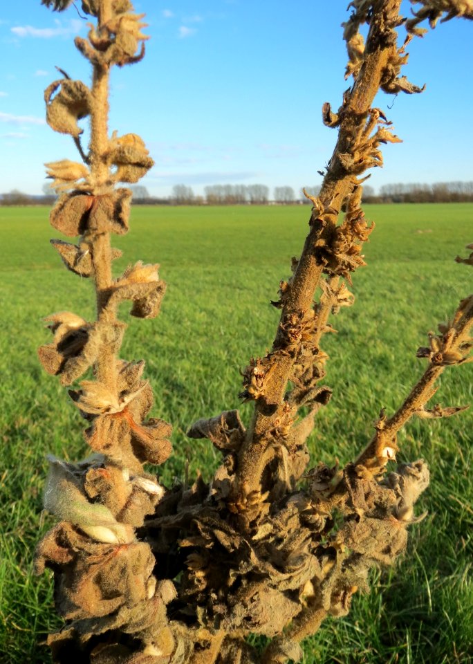 20150113Verbascum_thapsus1