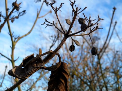 20150113Viburnum_lantana2