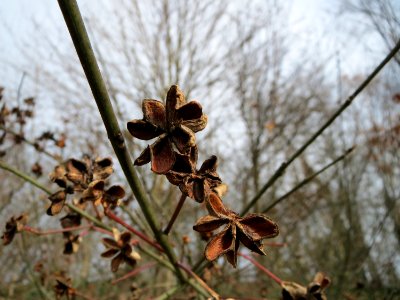 20150131Euonymus_europaeus4