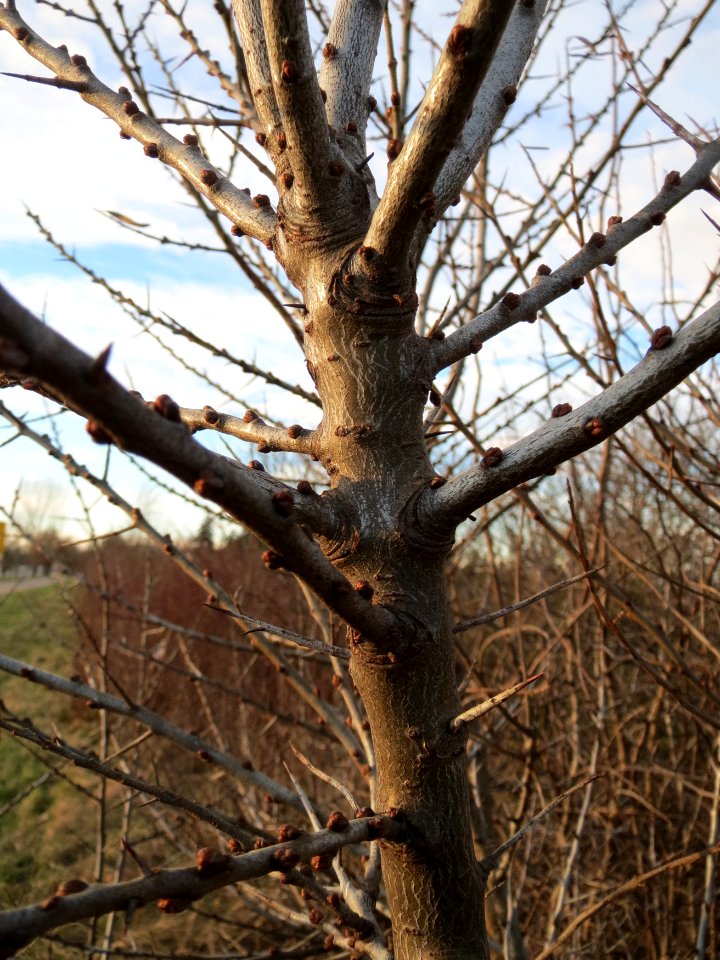 20150113Hippophae_rhamnoides6