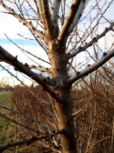 20150113Hippophae_rhamnoides6