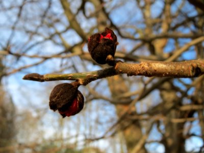 20150118Parrotia_persica6