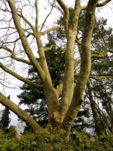 20150131Platane_Hockenheim