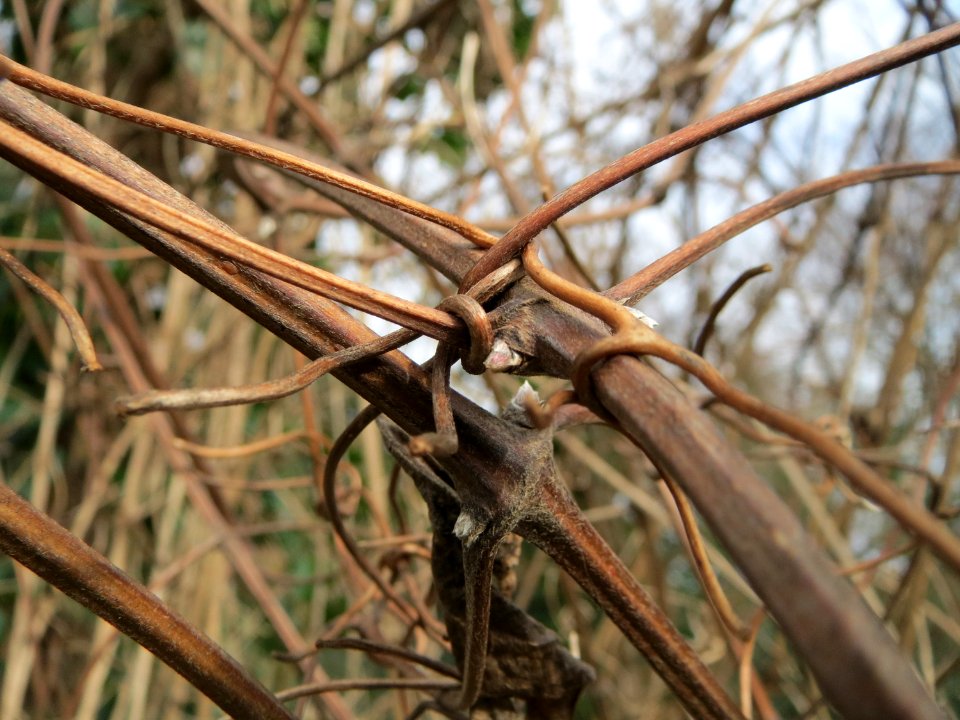 20150131Clematis_vitalba2