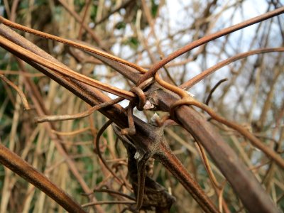 20150131Clematis_vitalba2