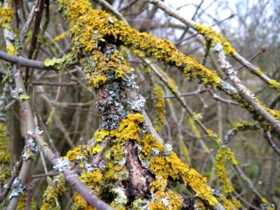 20150131Euonymus_europaeus6