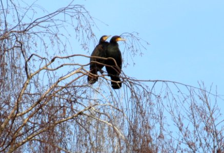 20150118Phalacrocorax_carbo
