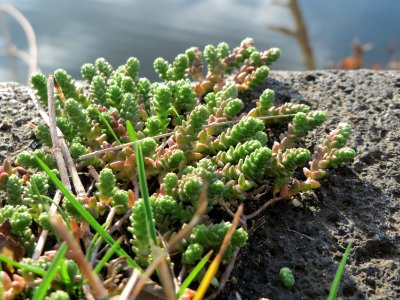 20141207Sedum_acre2