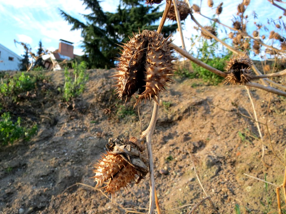 20150113Datura_stramonium2