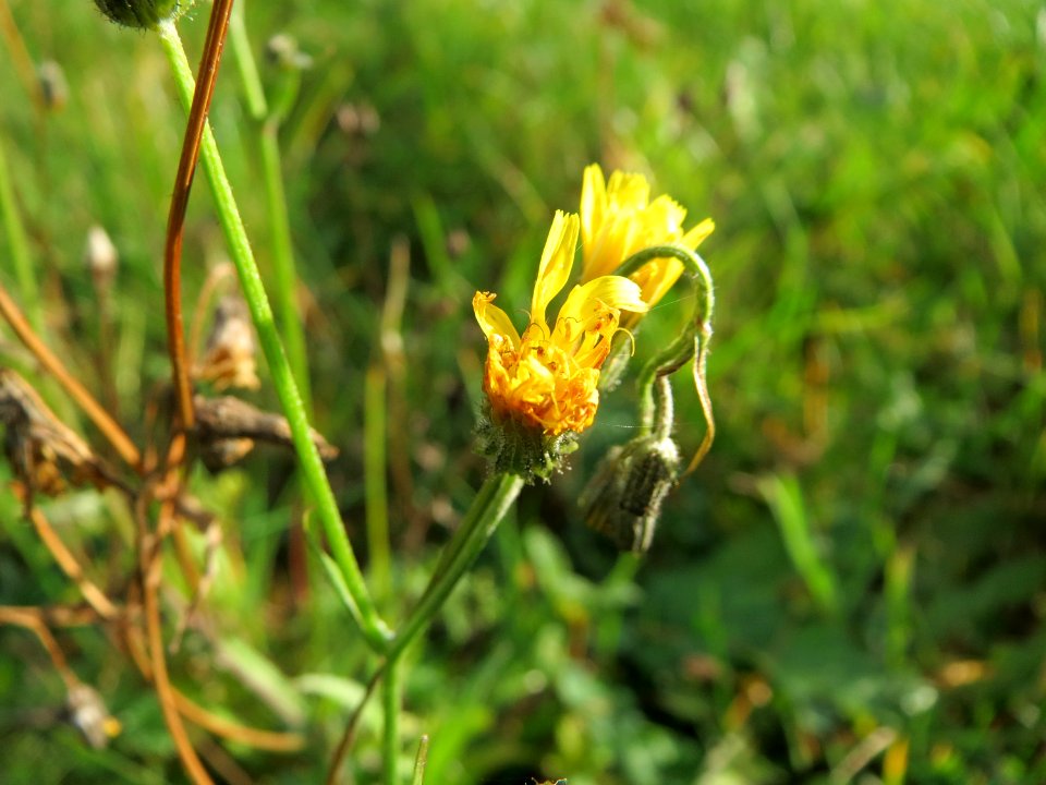 20141207Hypochaeris_radicata
