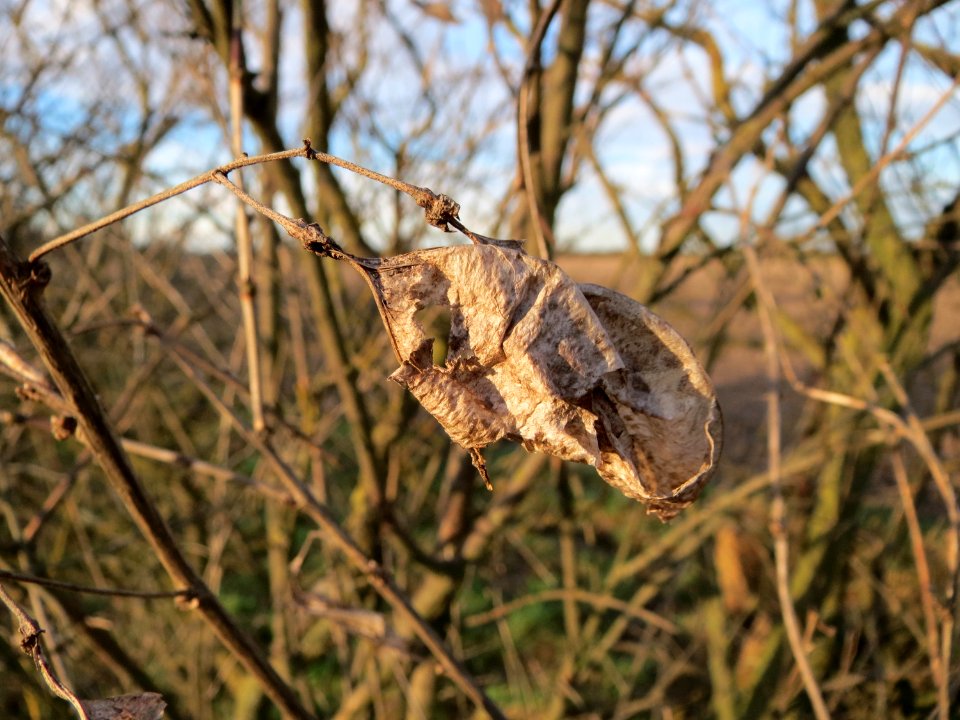 20150113Colutea_arborescens