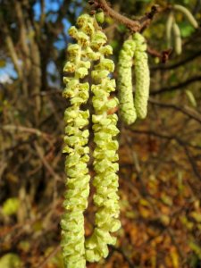 20141207Corylus_avellana2