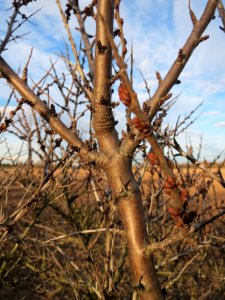 20150113Hippophae_rhamnoides3