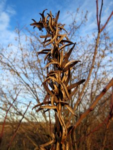 20150113Oenothera_biennis2