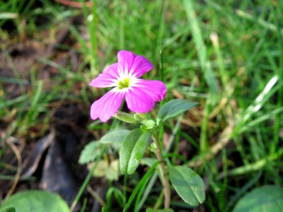 20141207Erysimum_cheiri4