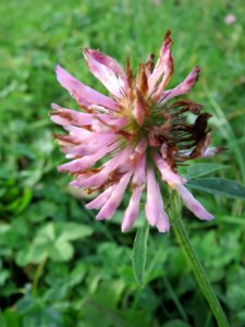20141207Trifolium_pratense2