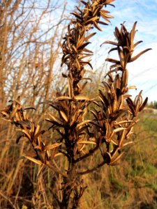 20150113Oenothera_biennis1