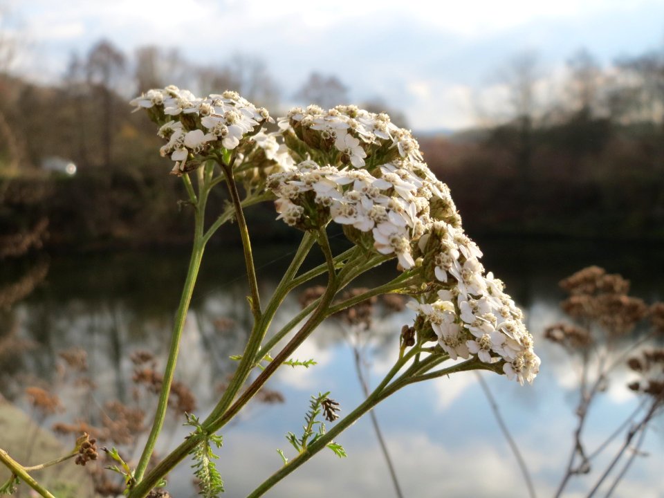 20141207Achillea_millefolium1