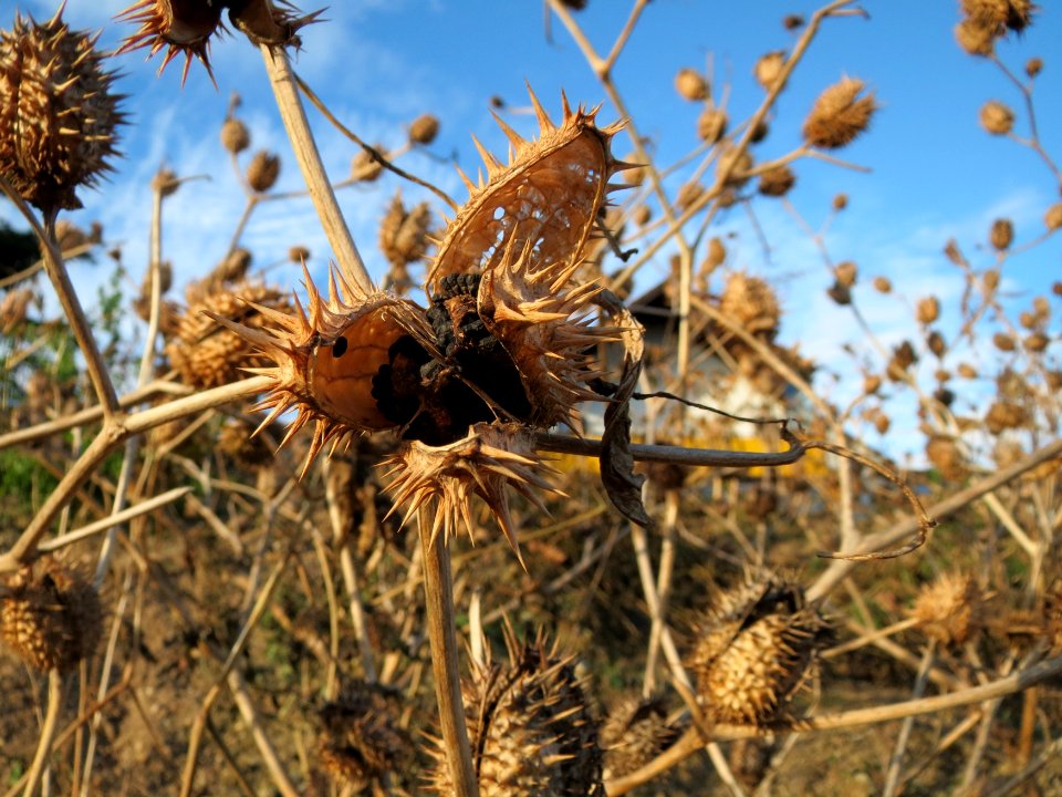 20150113Datura_stramonium3