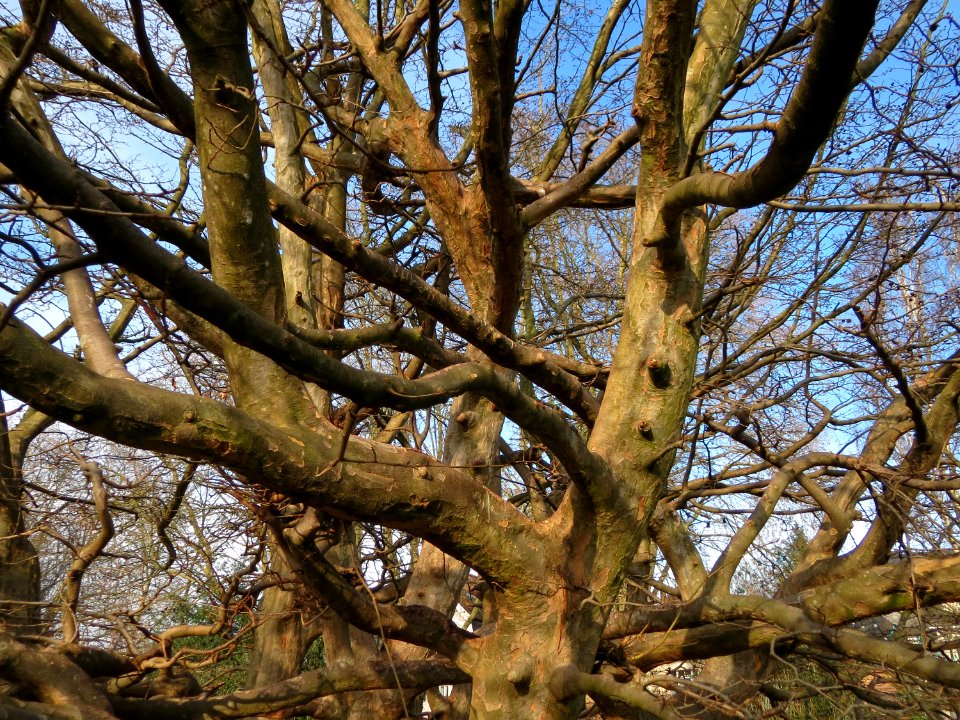 20150118Parrotia_persica1