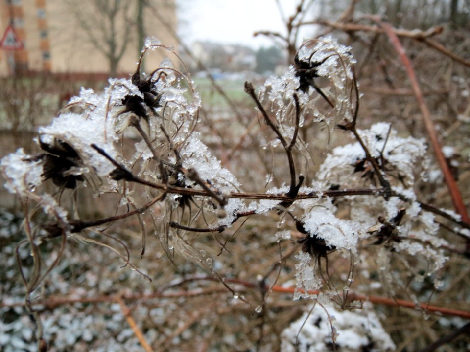 20150124Clematis_vitalba1