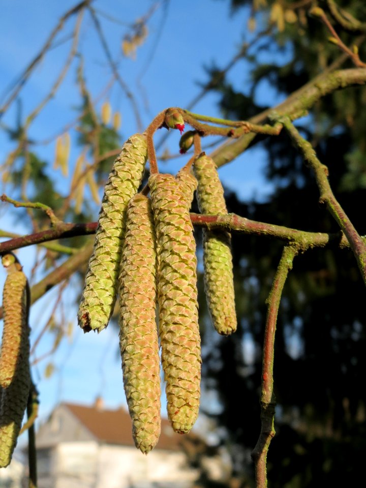 20141224Corylus_avellana