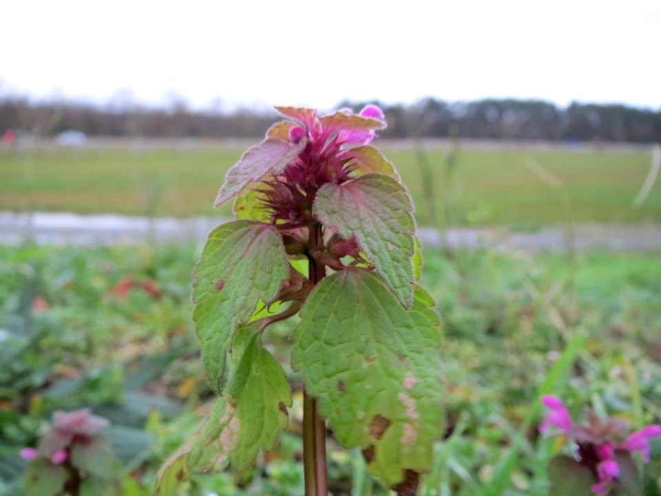 20141216Lamium_purpureum2