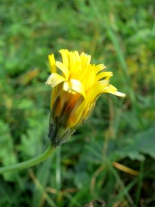 20141207Crepis_biennis1