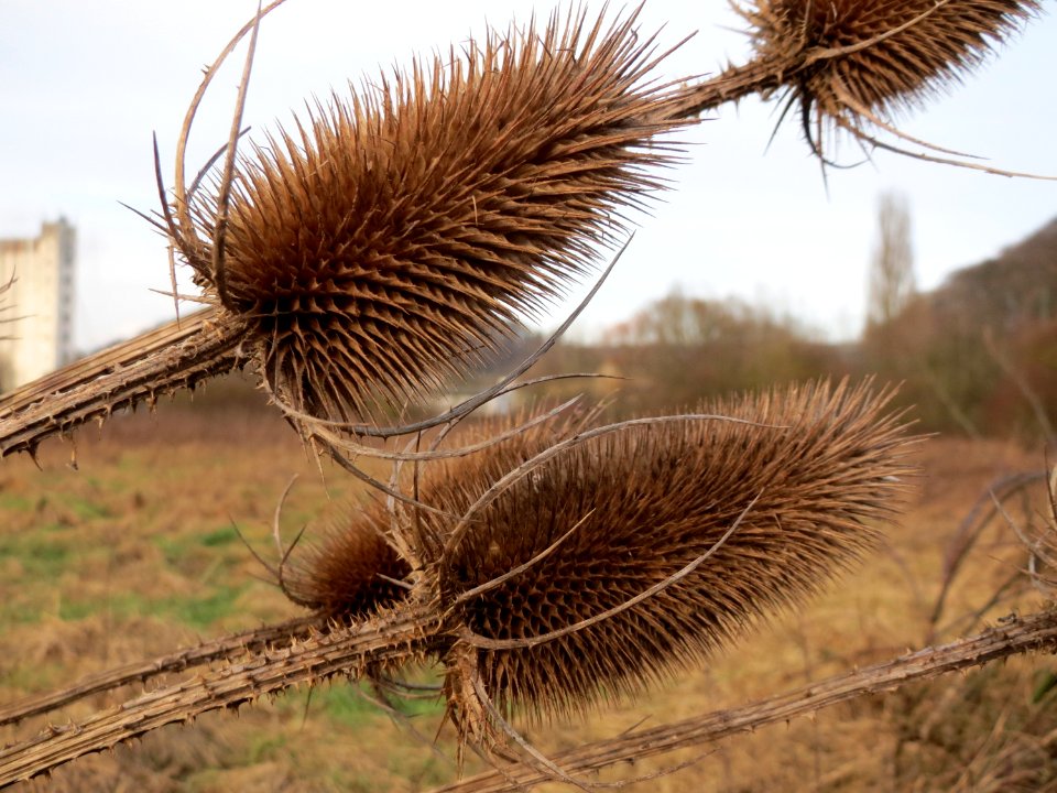 20150118Dipsacus_fullonum2